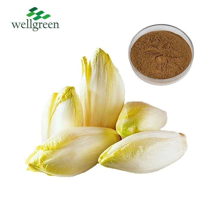 Chicory Extract