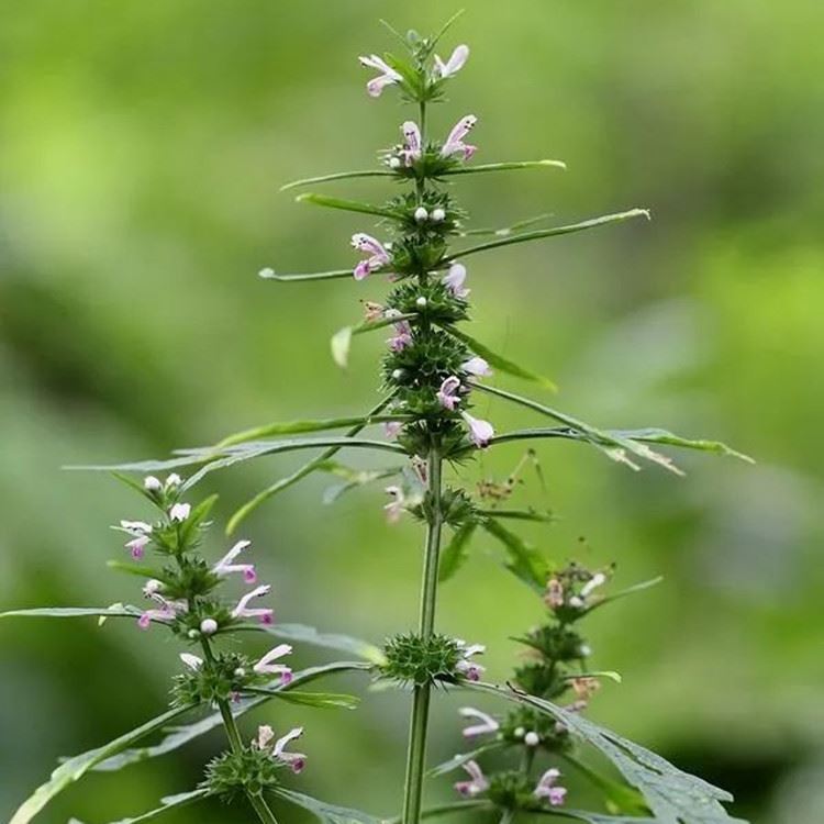 Zioła: Motherwort