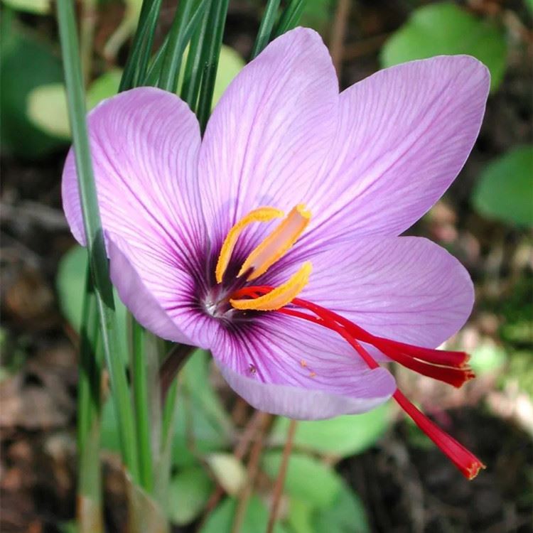 Carthamus Tinctorius L i Crocus Sativus L