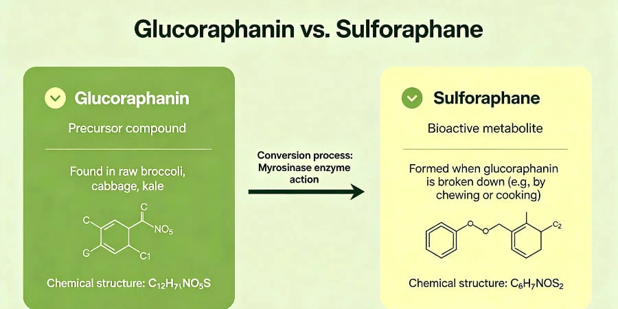 Glucoraphanin vs sulforaphane Glucoraphanin vs sulforaphane